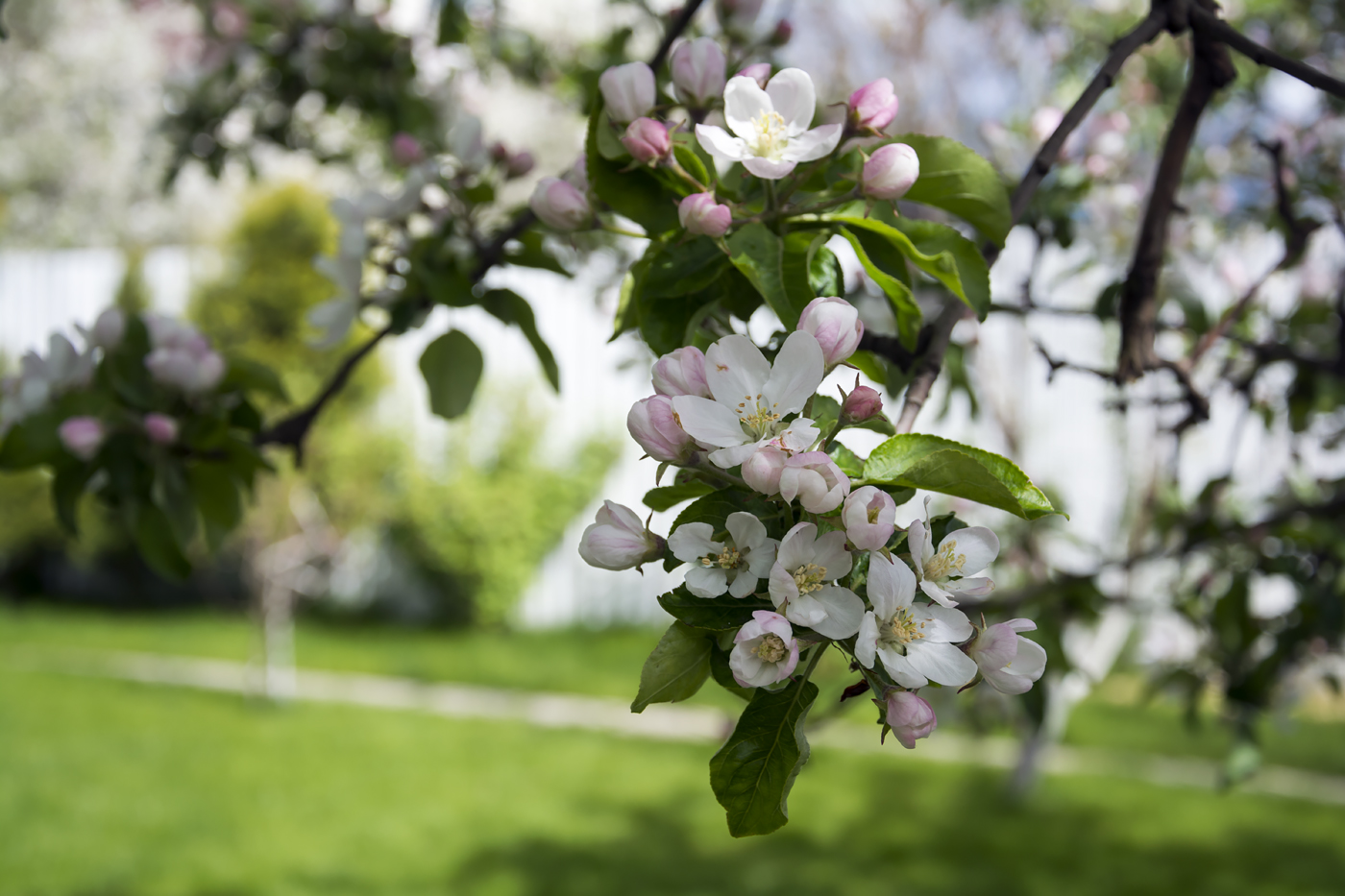 Яблонька цветёт!)