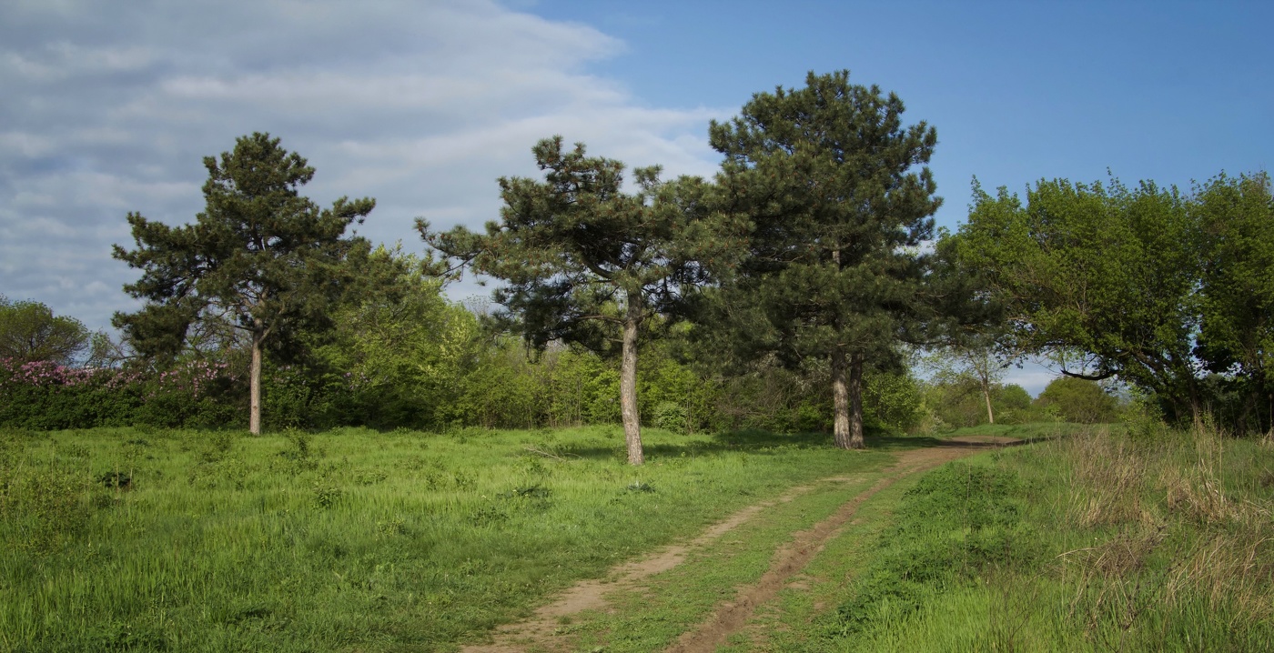 Майским утром