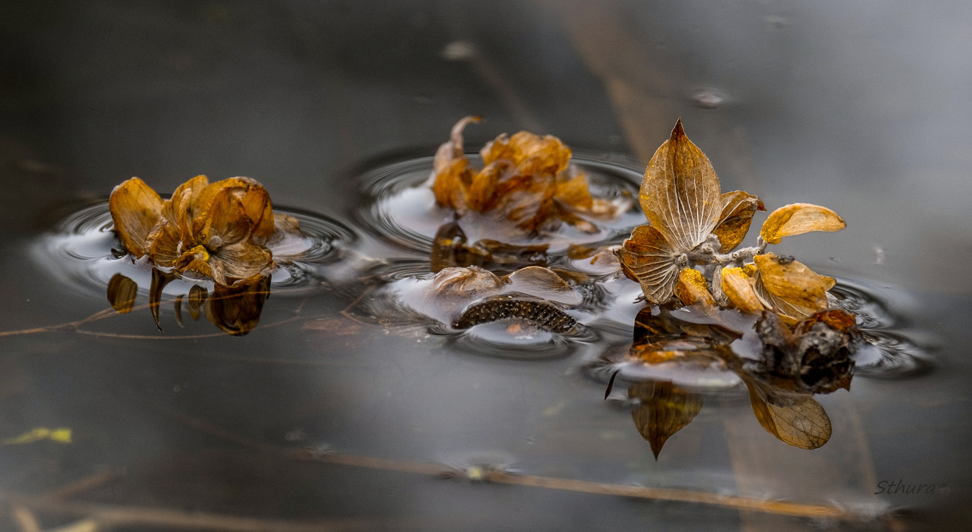 Хмель в воде.