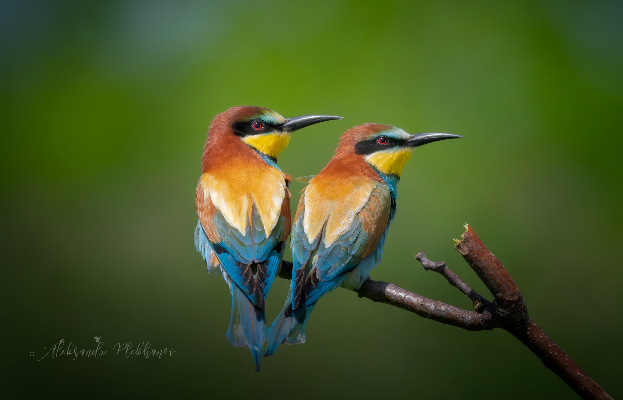 Двое из ларца