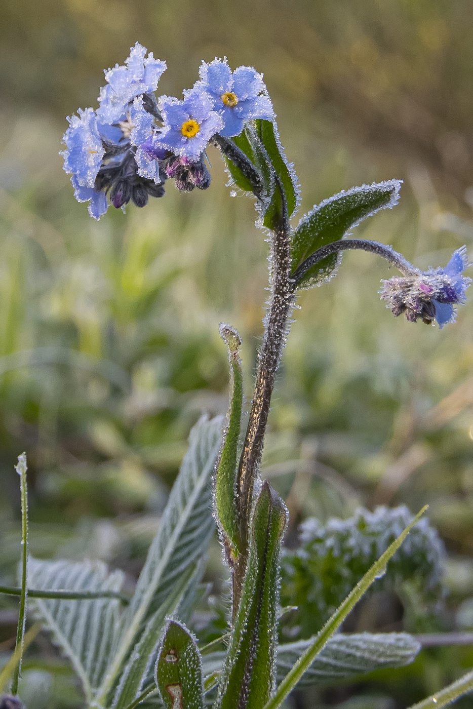 прихватило морозцем...