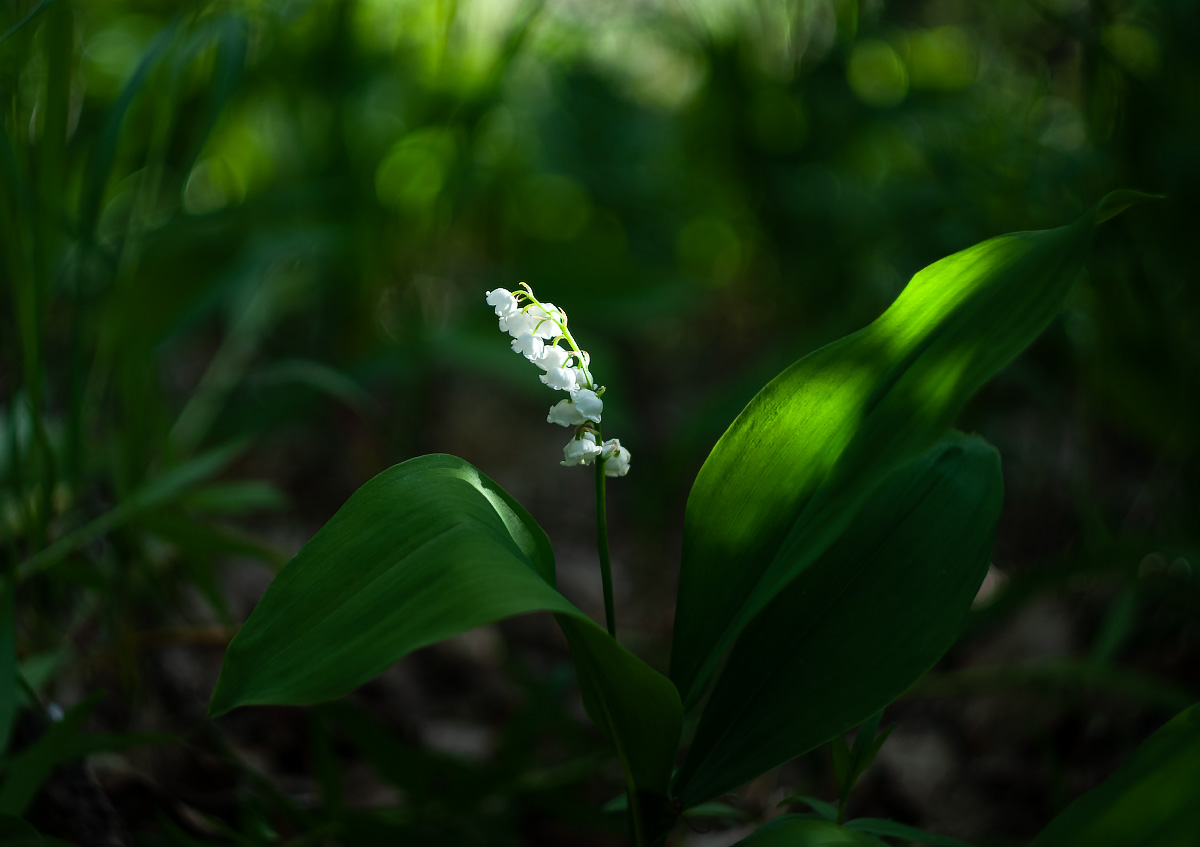 Ландыш майский