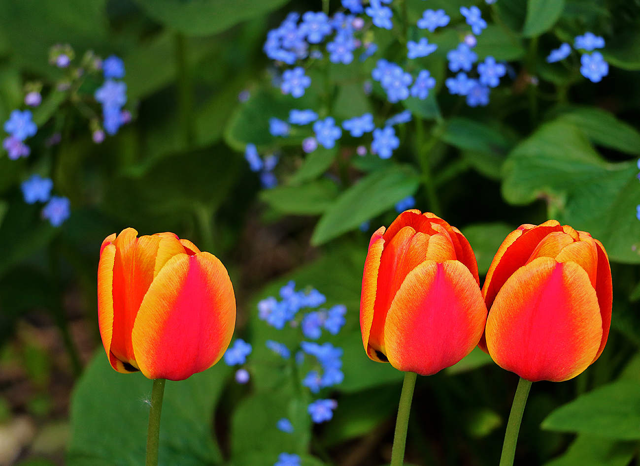 На фоне незабудок