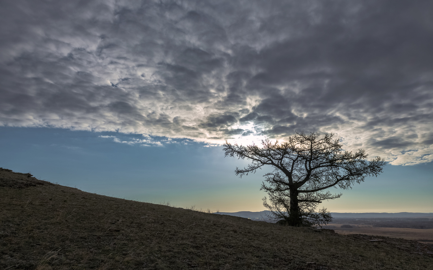 Дерево "Атлант"