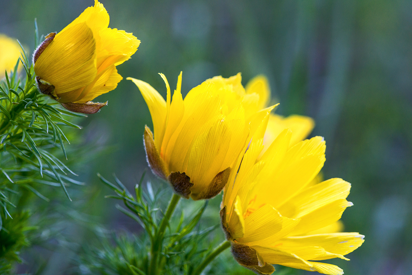Адонис весенний...