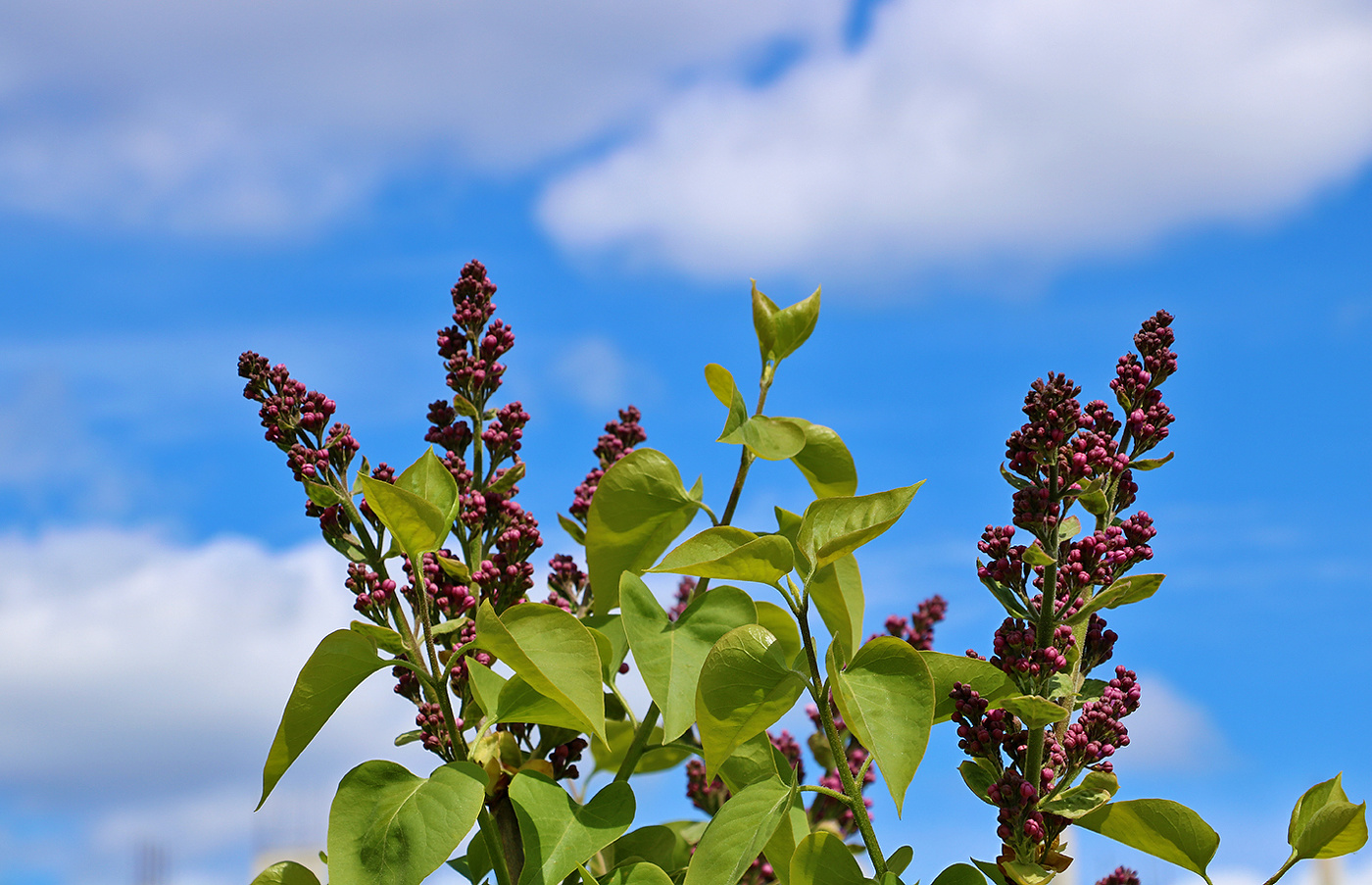 Сирень на подходе