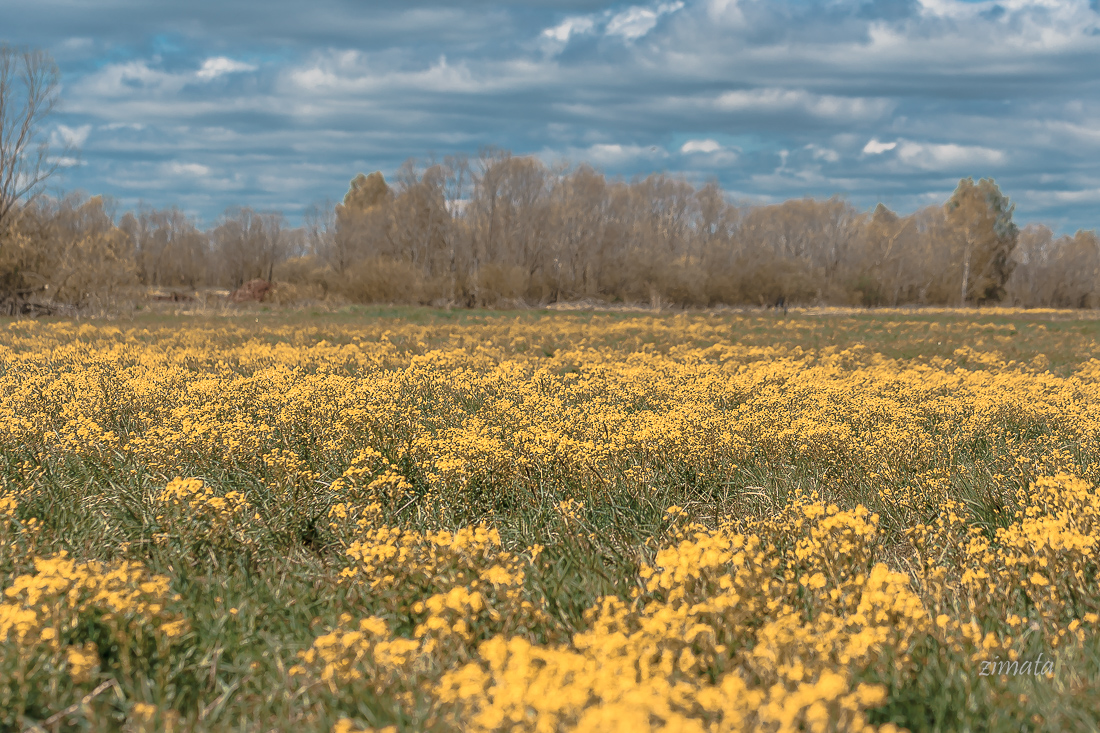 летнее поле
