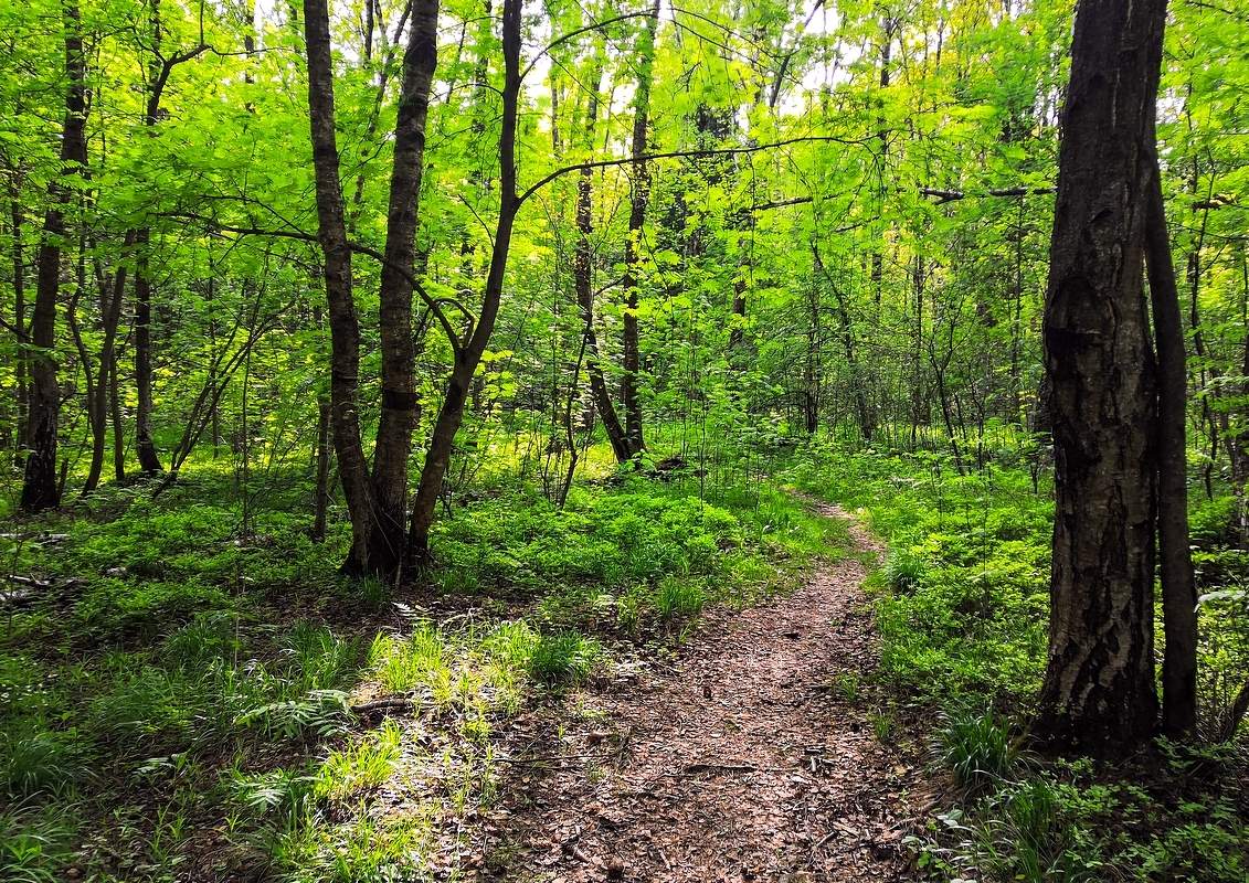 В весеннем лесу...