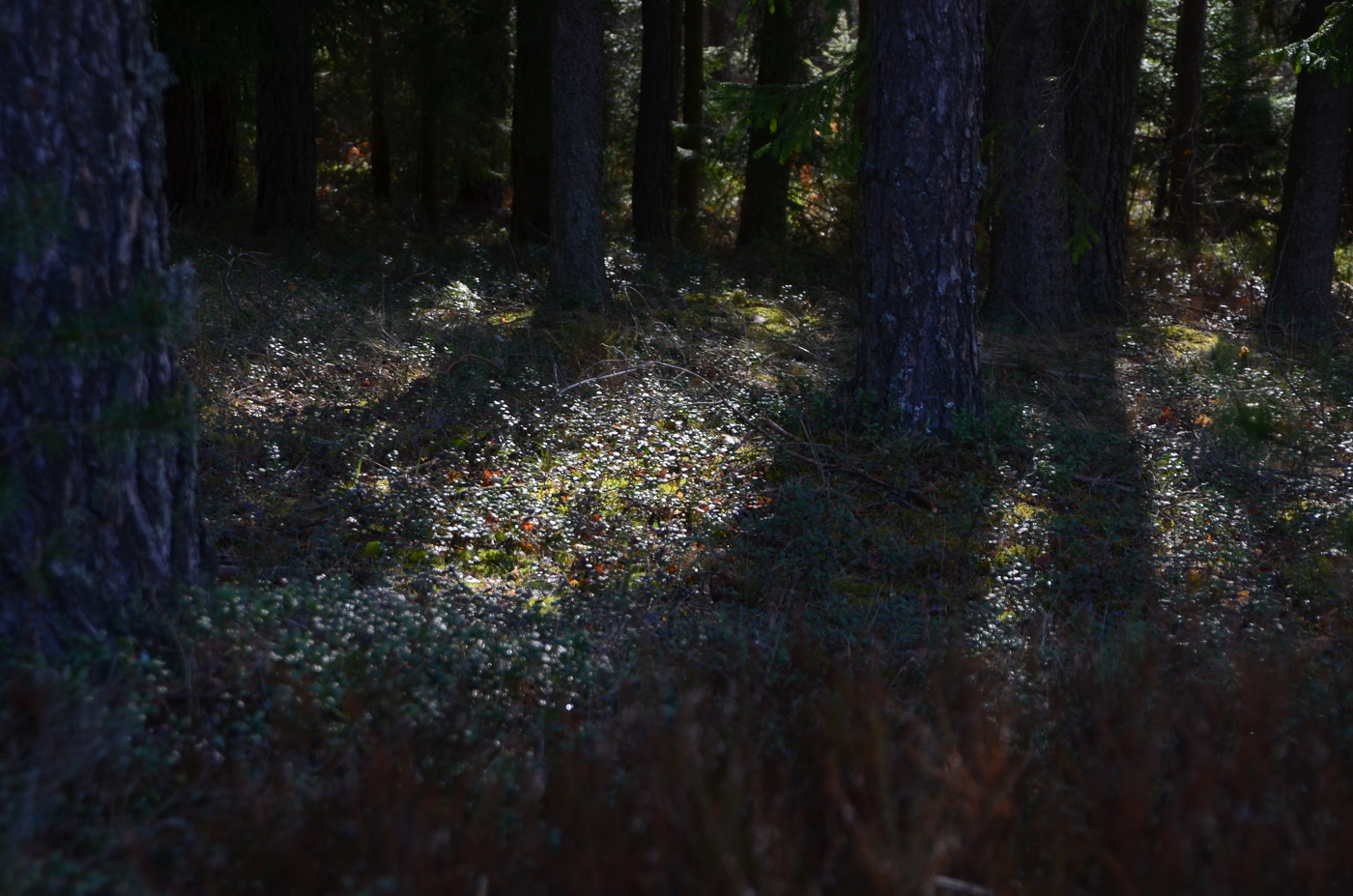 После дождя