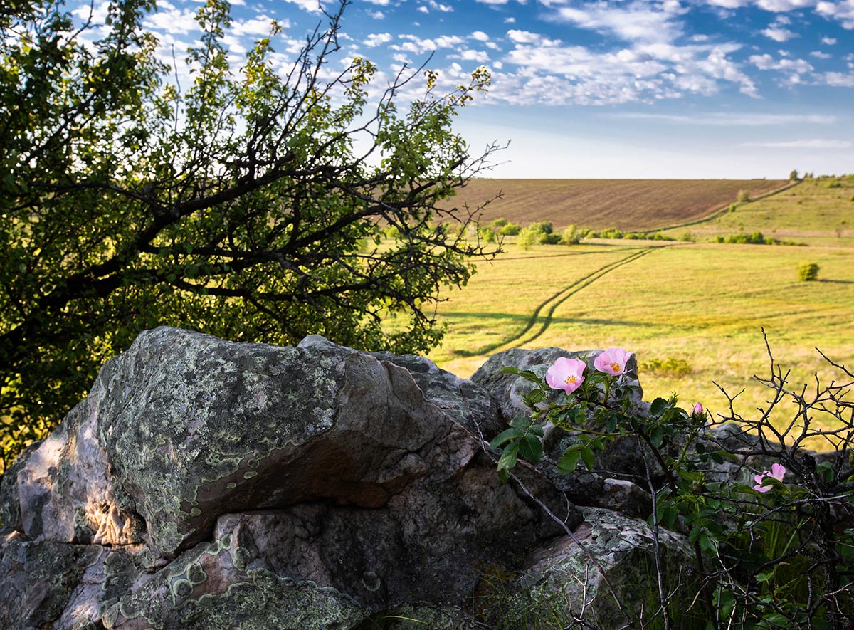 Цветет шиповник
