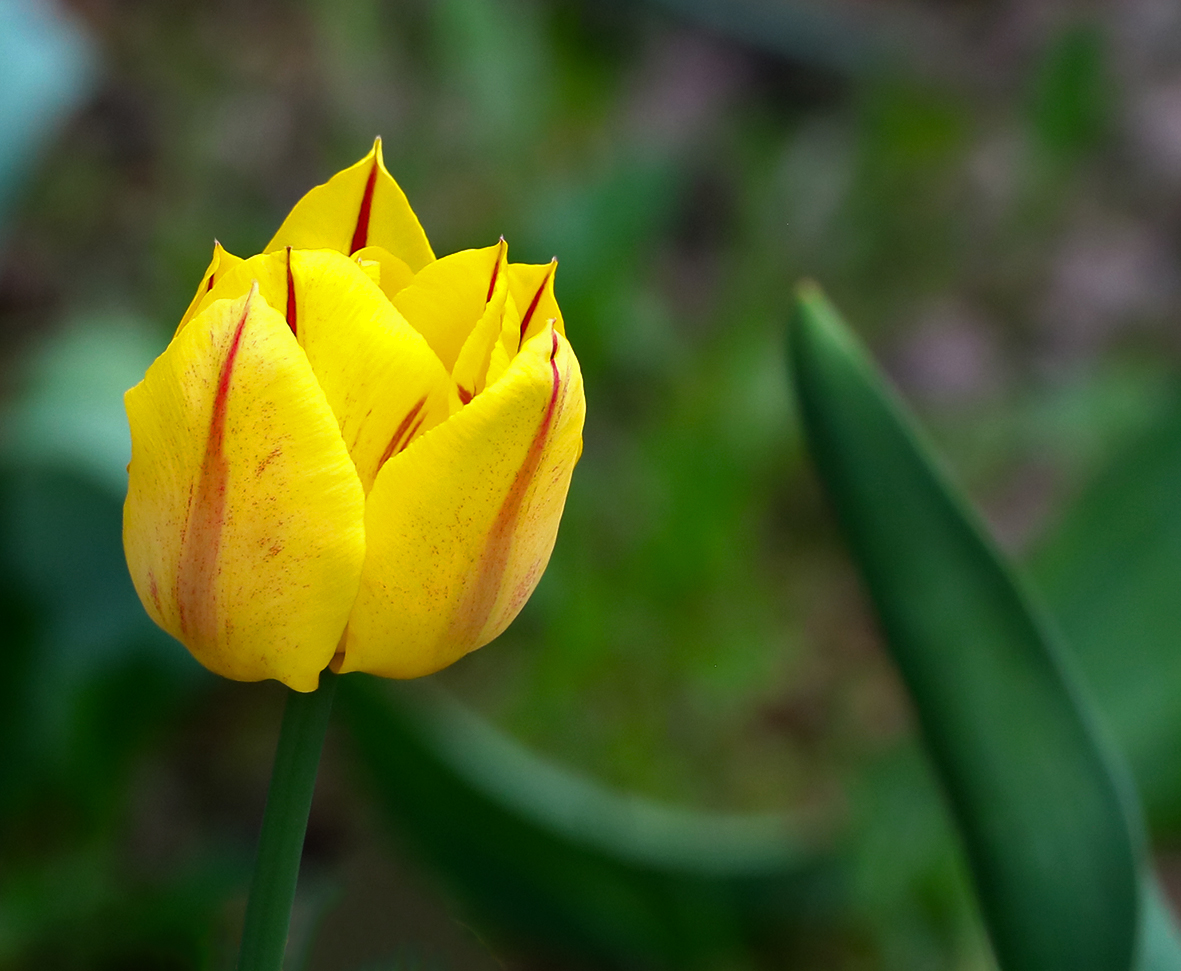 Солнечный тюльпан