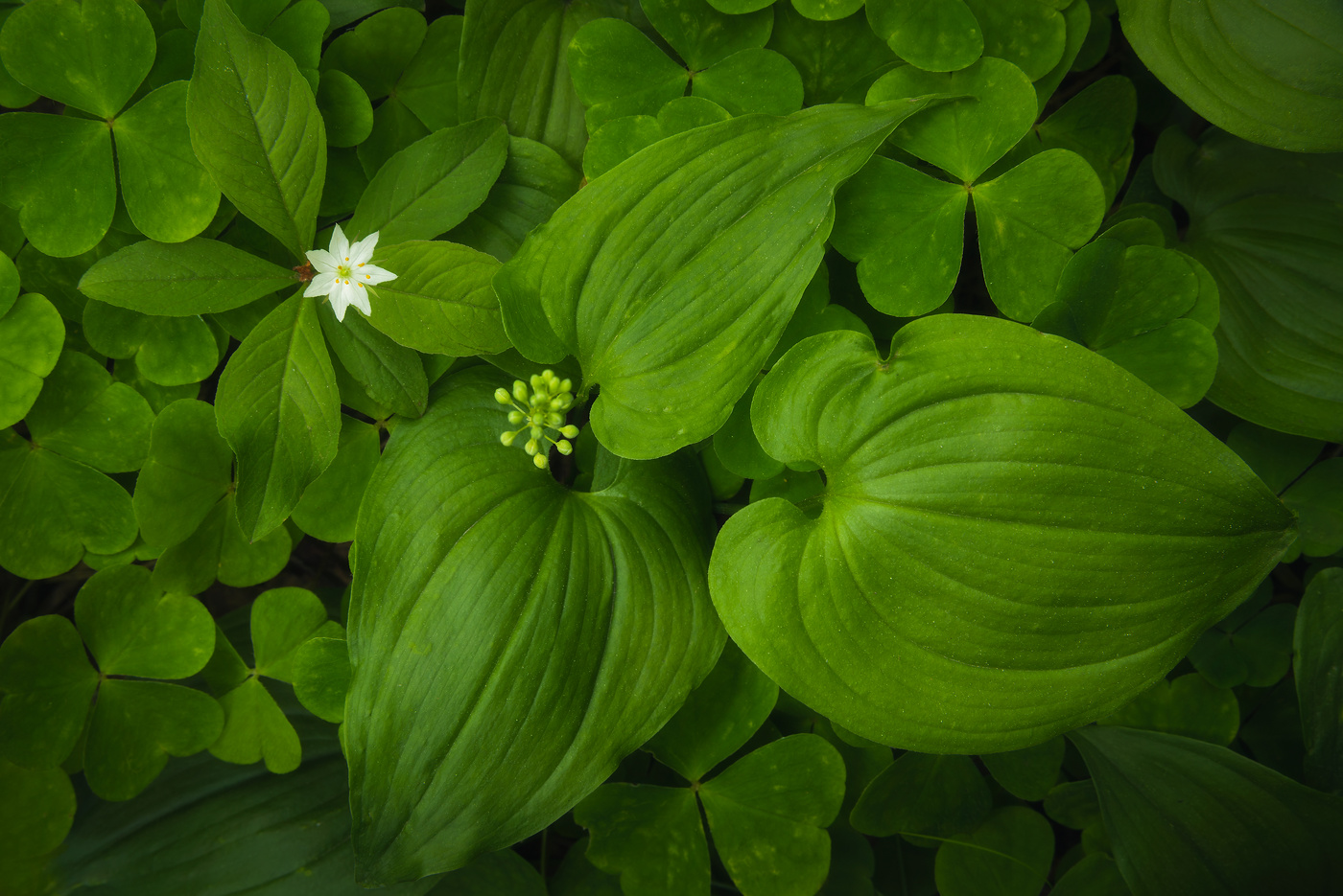 Майская зелень