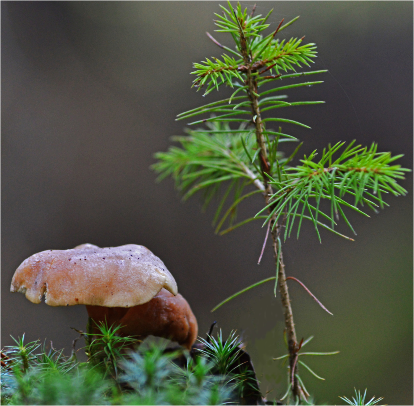 Мы тоже будем большими.