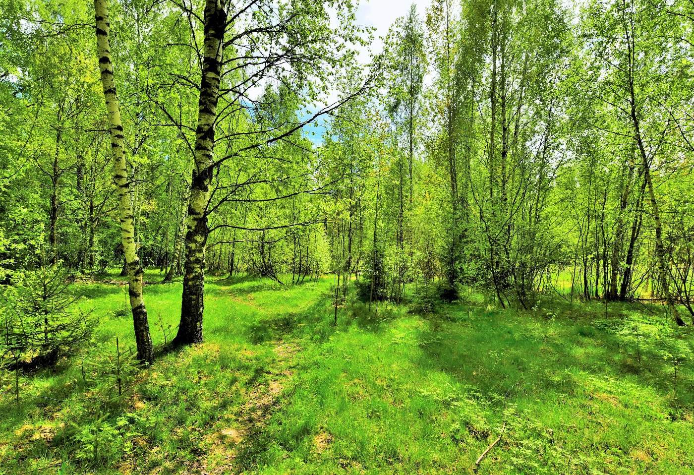 На опушке леса ...