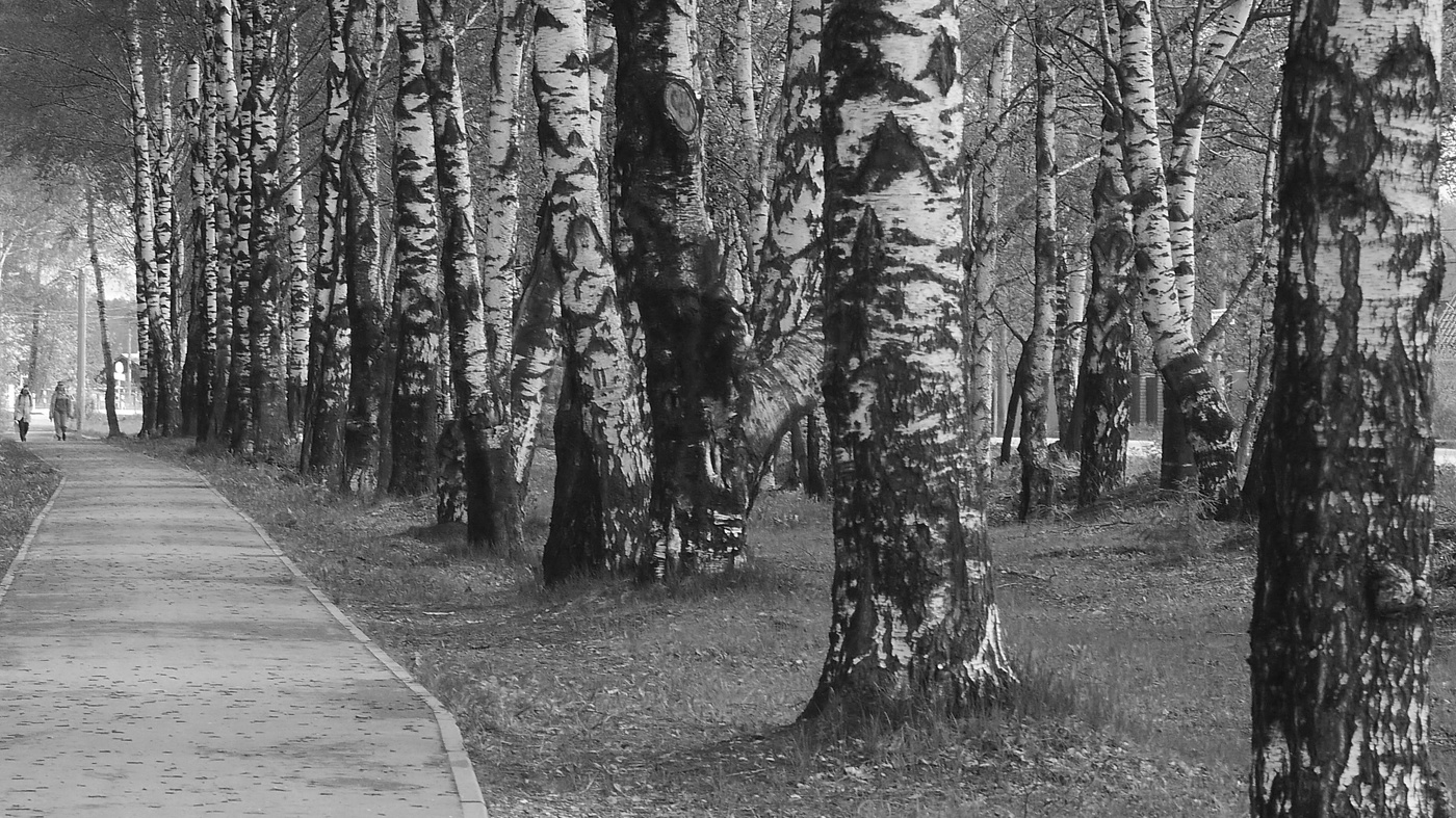 Когда берёзы были большими.