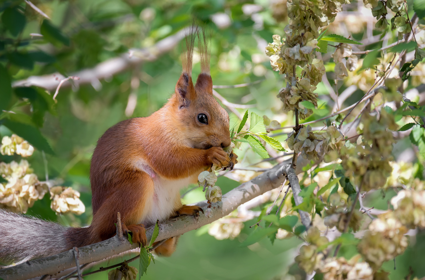 белка мама заправляется..
