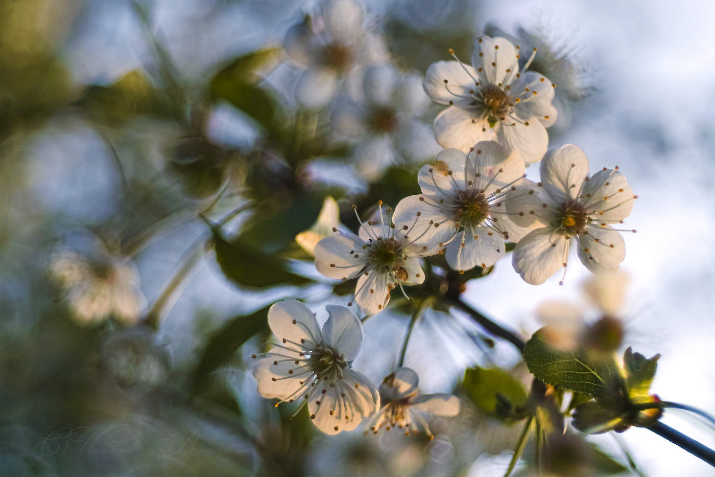 Цветущий май