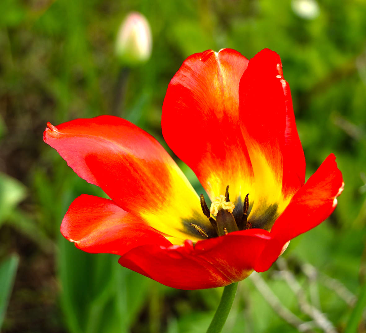 Душа нараспашку