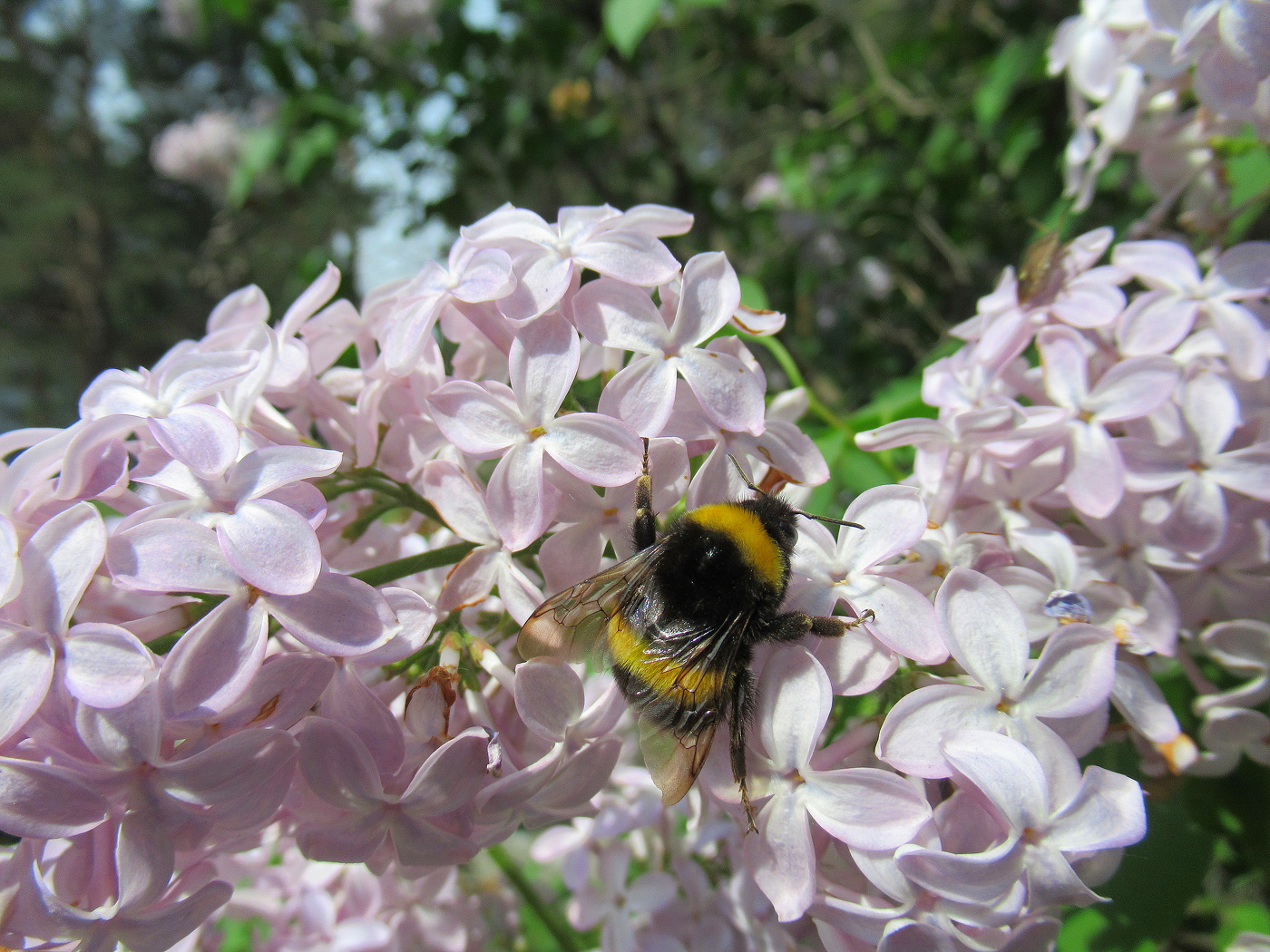 Шмель на сирени