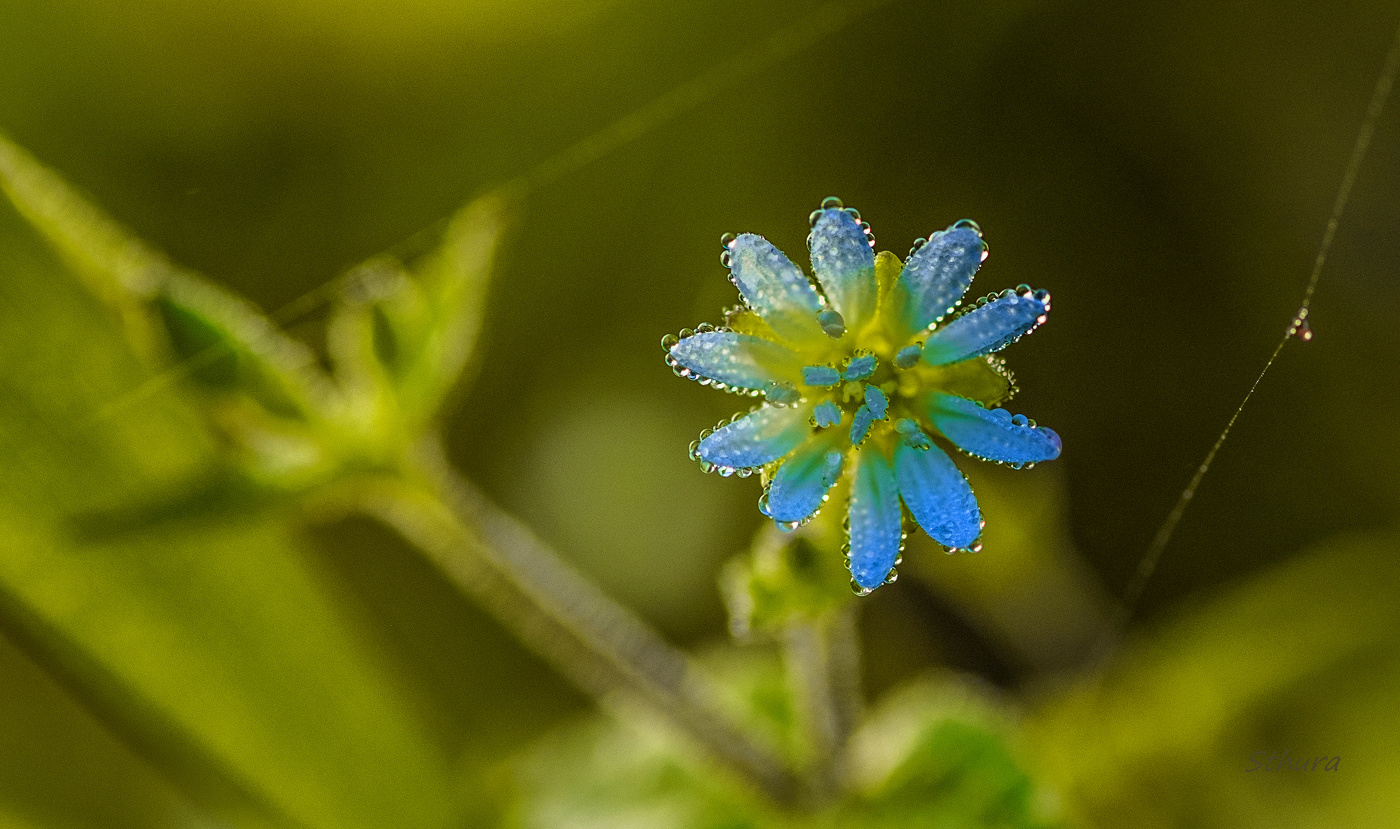 Украшение природы.