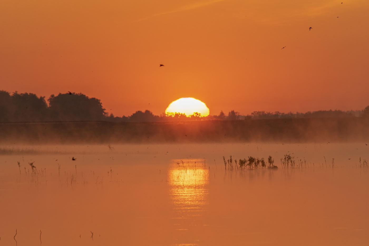 птичий восход