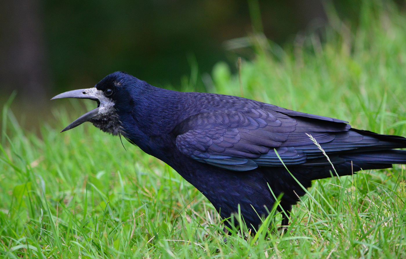Зов предков.