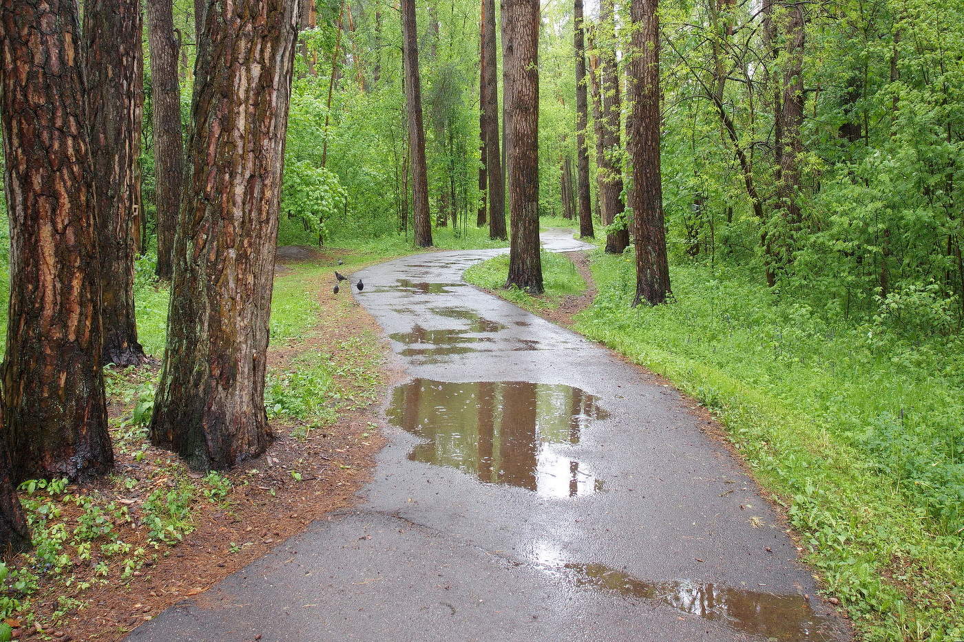 Майские лужи