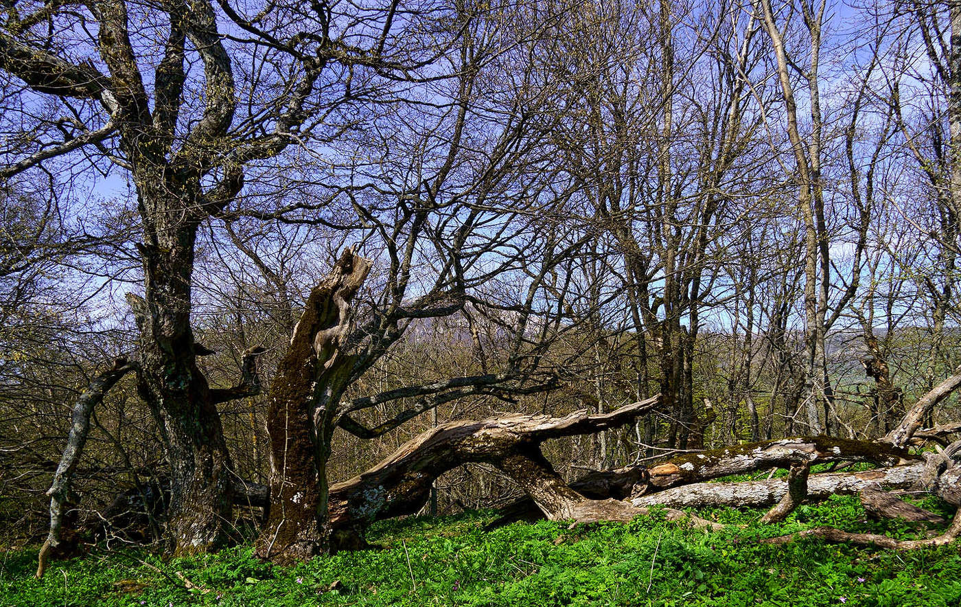 На Эльх-Кая