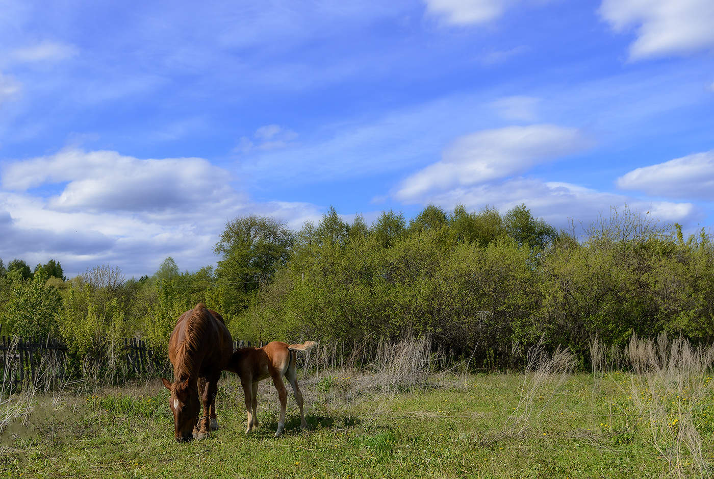 Майская зарисовка...