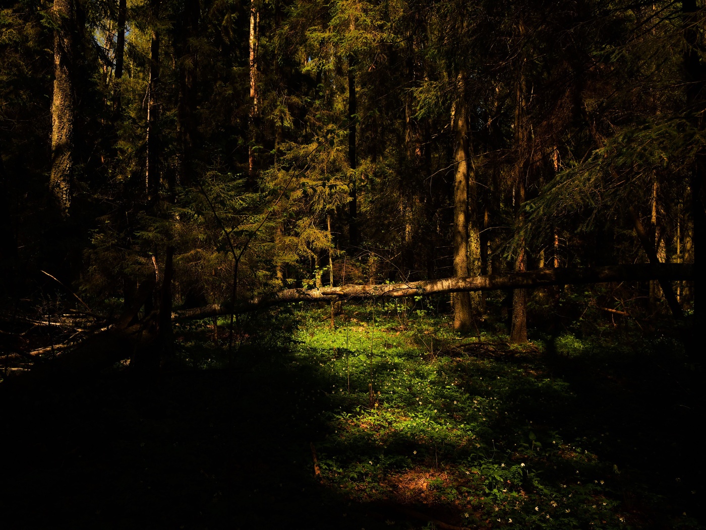 "В темном лесе ..."