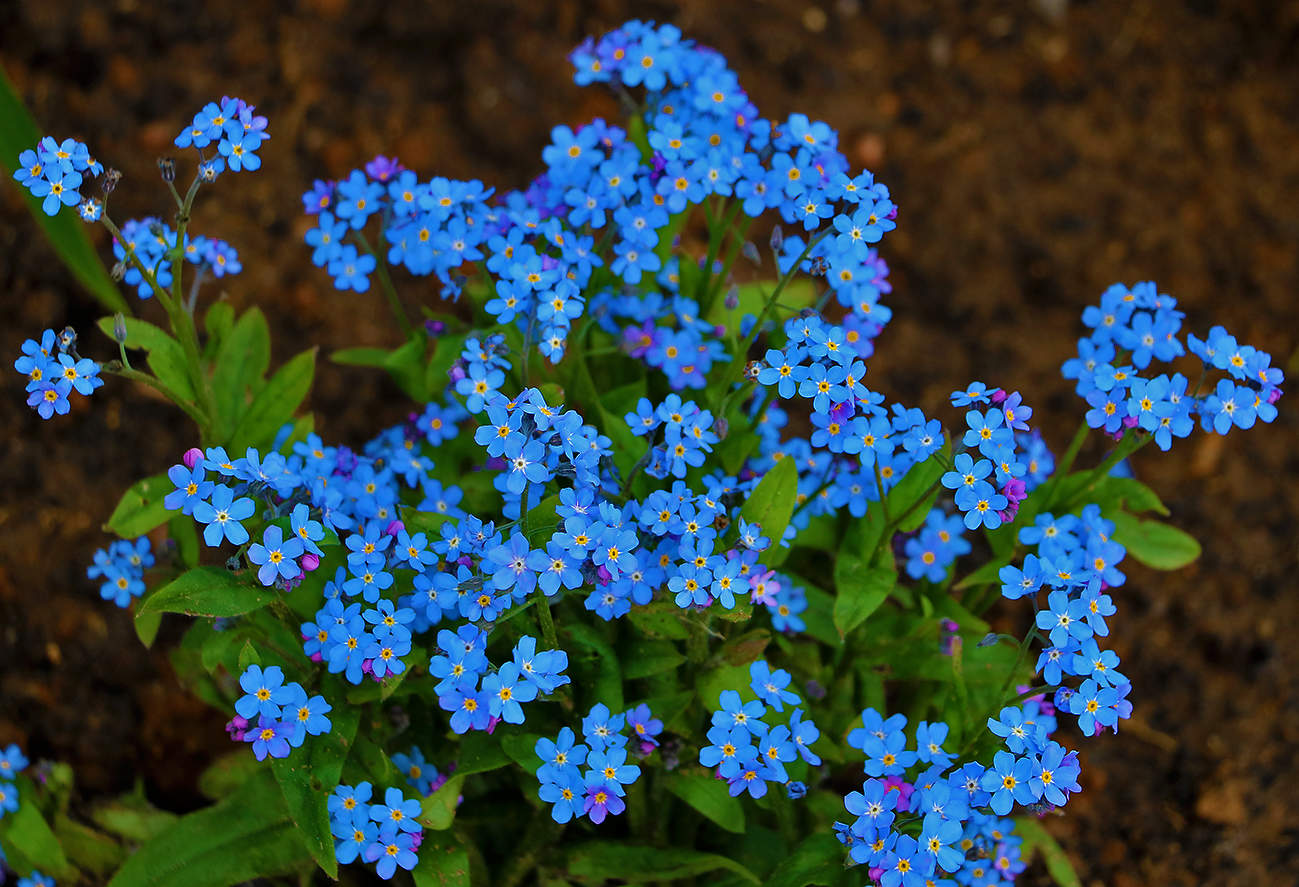 Кусочек неба на земле