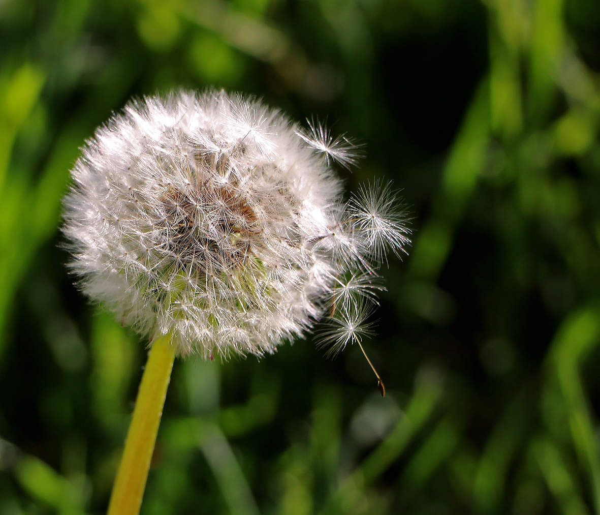 С первым днём лета!