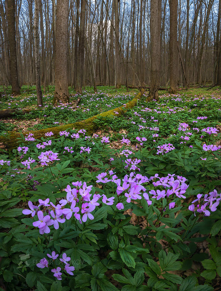 Лес на Ворскле