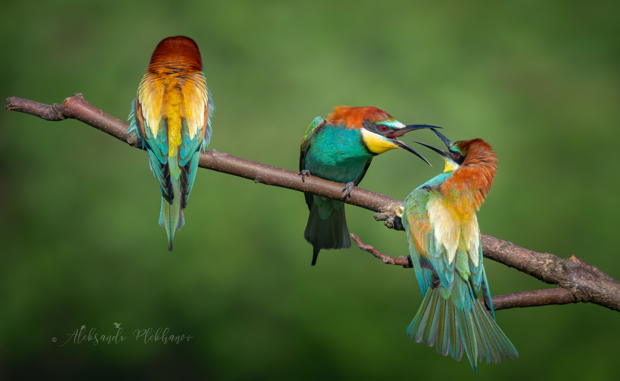 ,, Двое дерутся , третий не лезь ,,