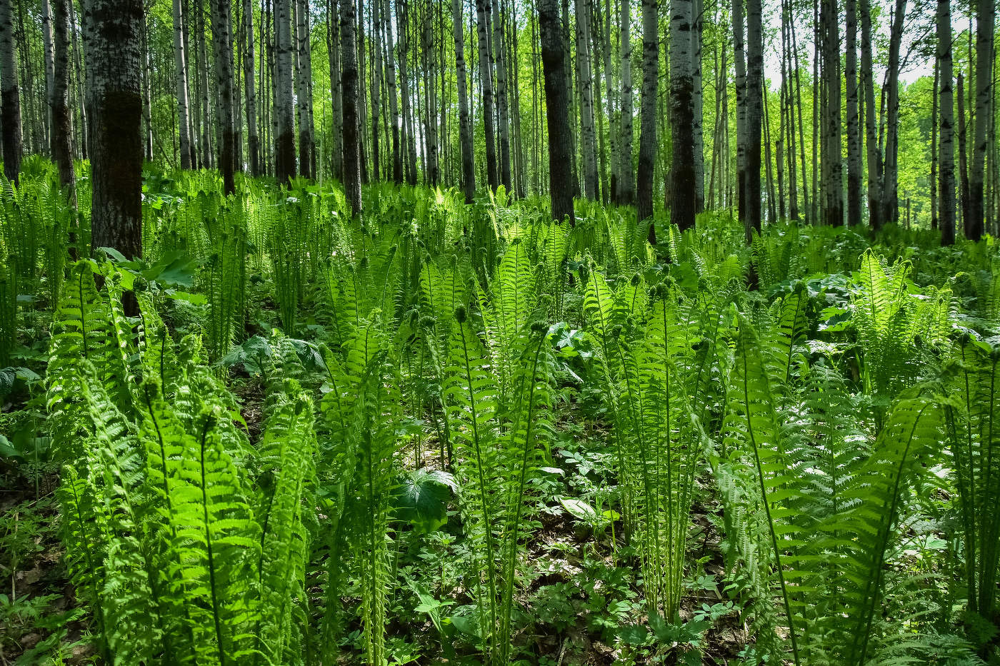 Папоротник весной в лесу