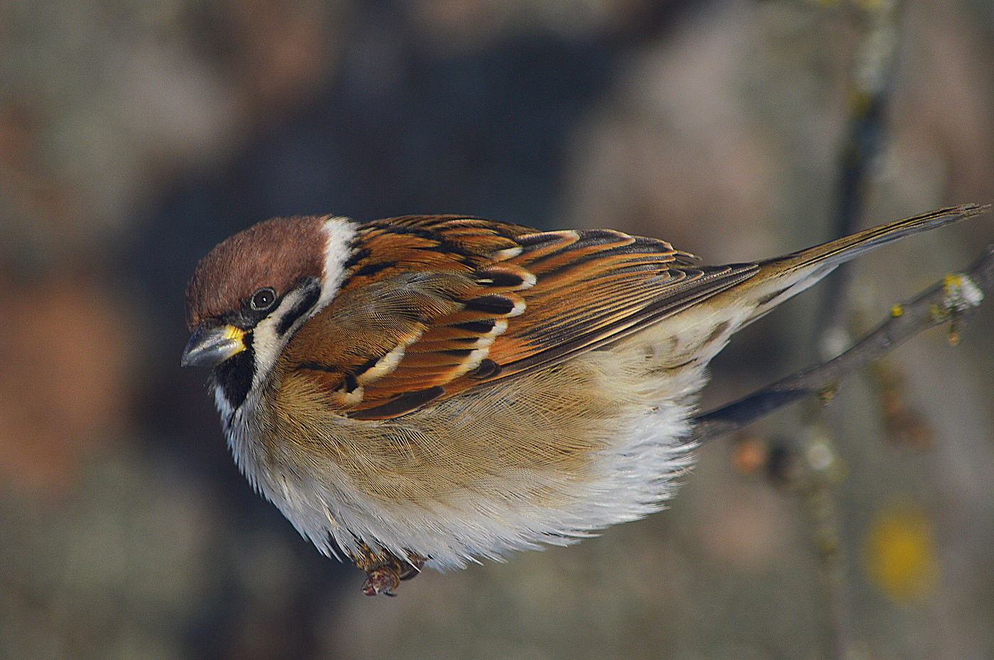 Спокойствие.
