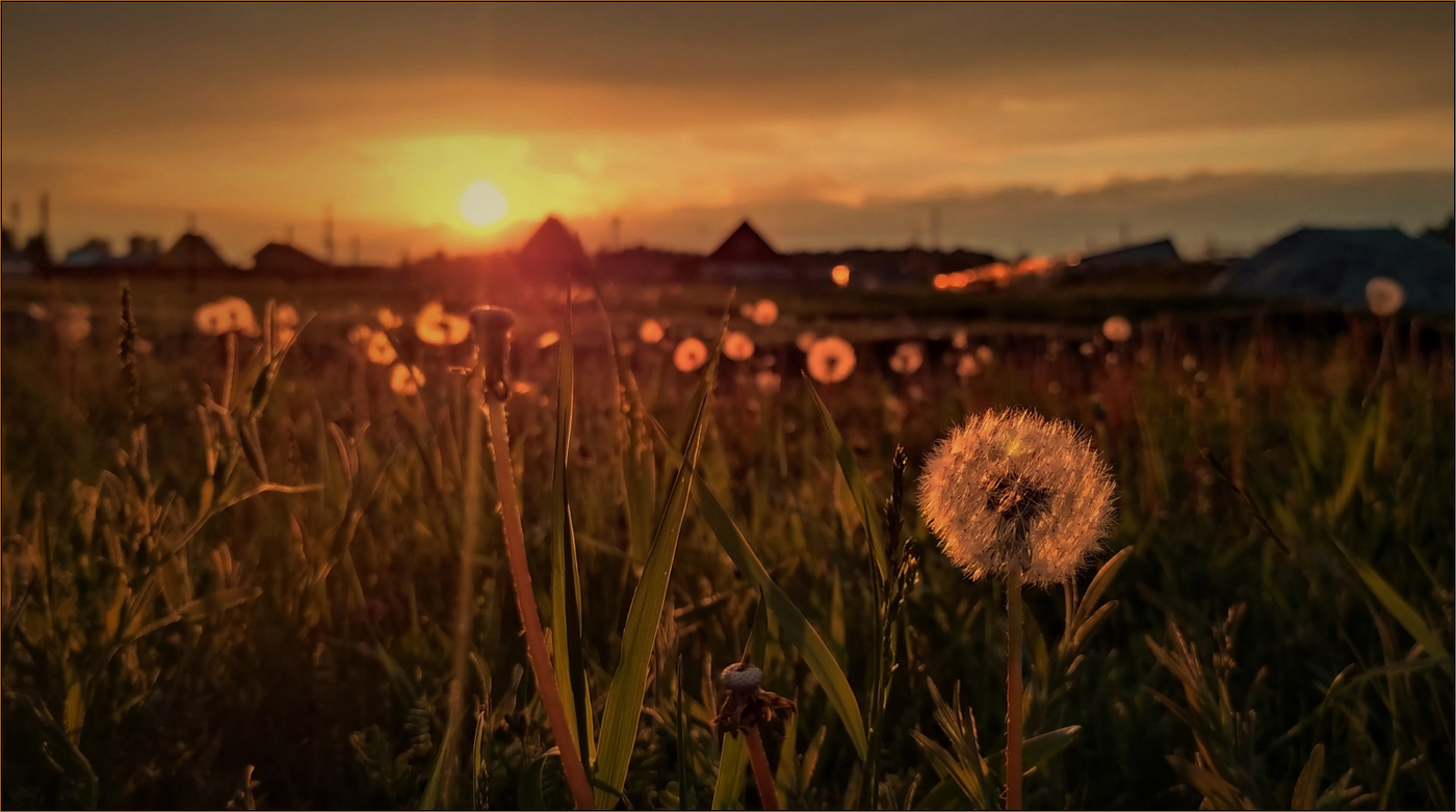 Вечер одуванчиковый