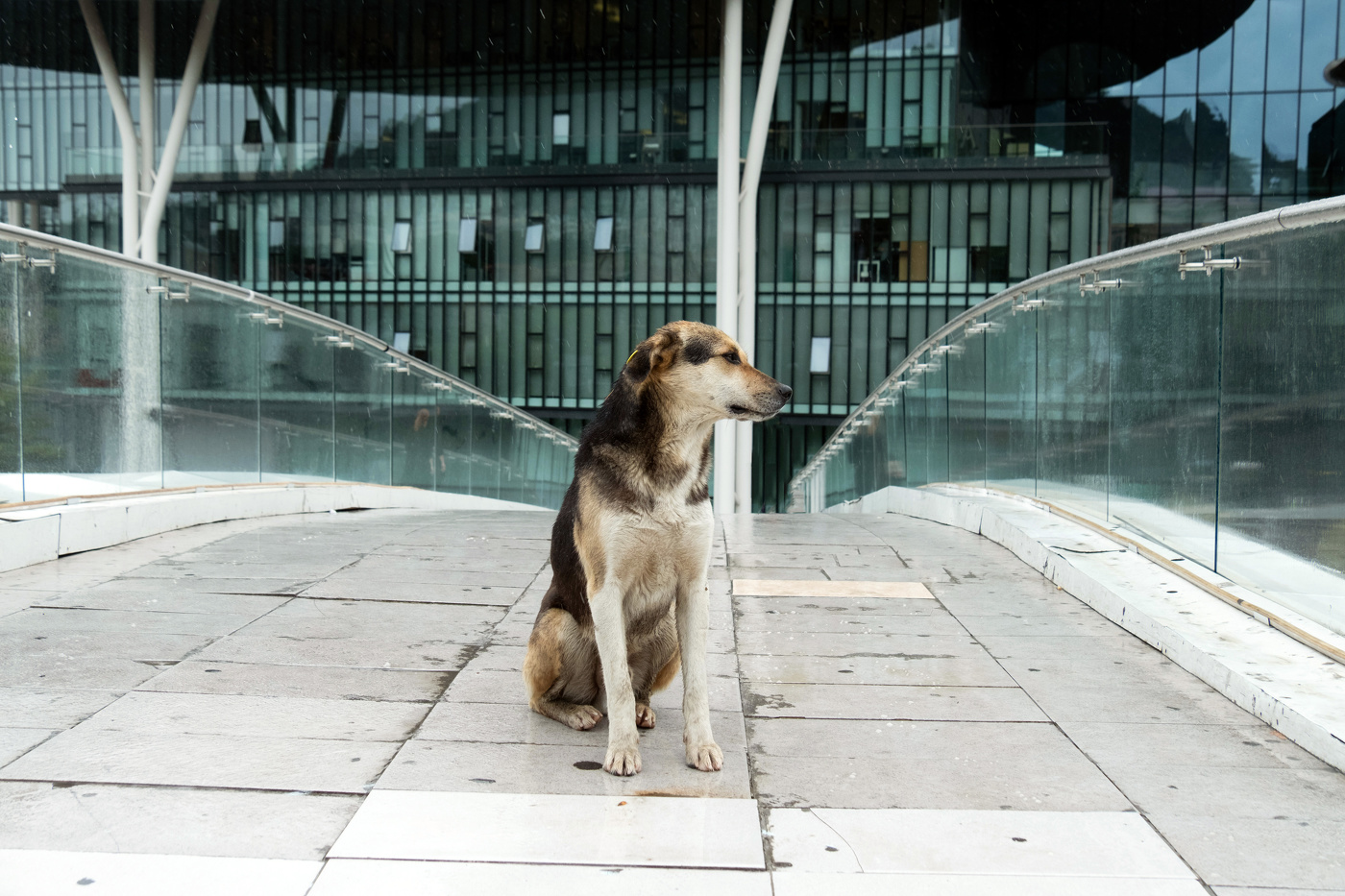 из серии "Собаки Тбилиси"