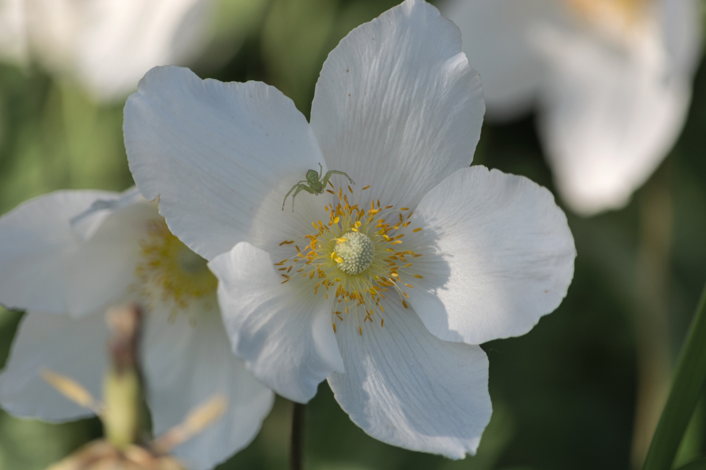 Анемоны.