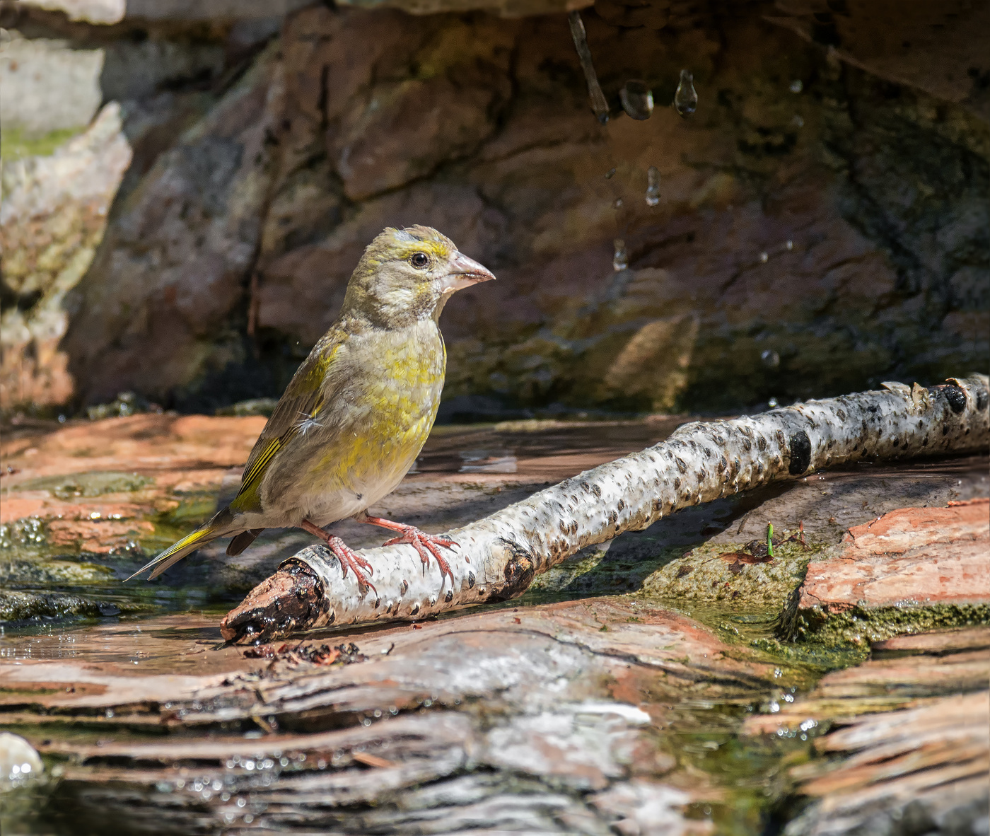 прохлада в жаркий день..