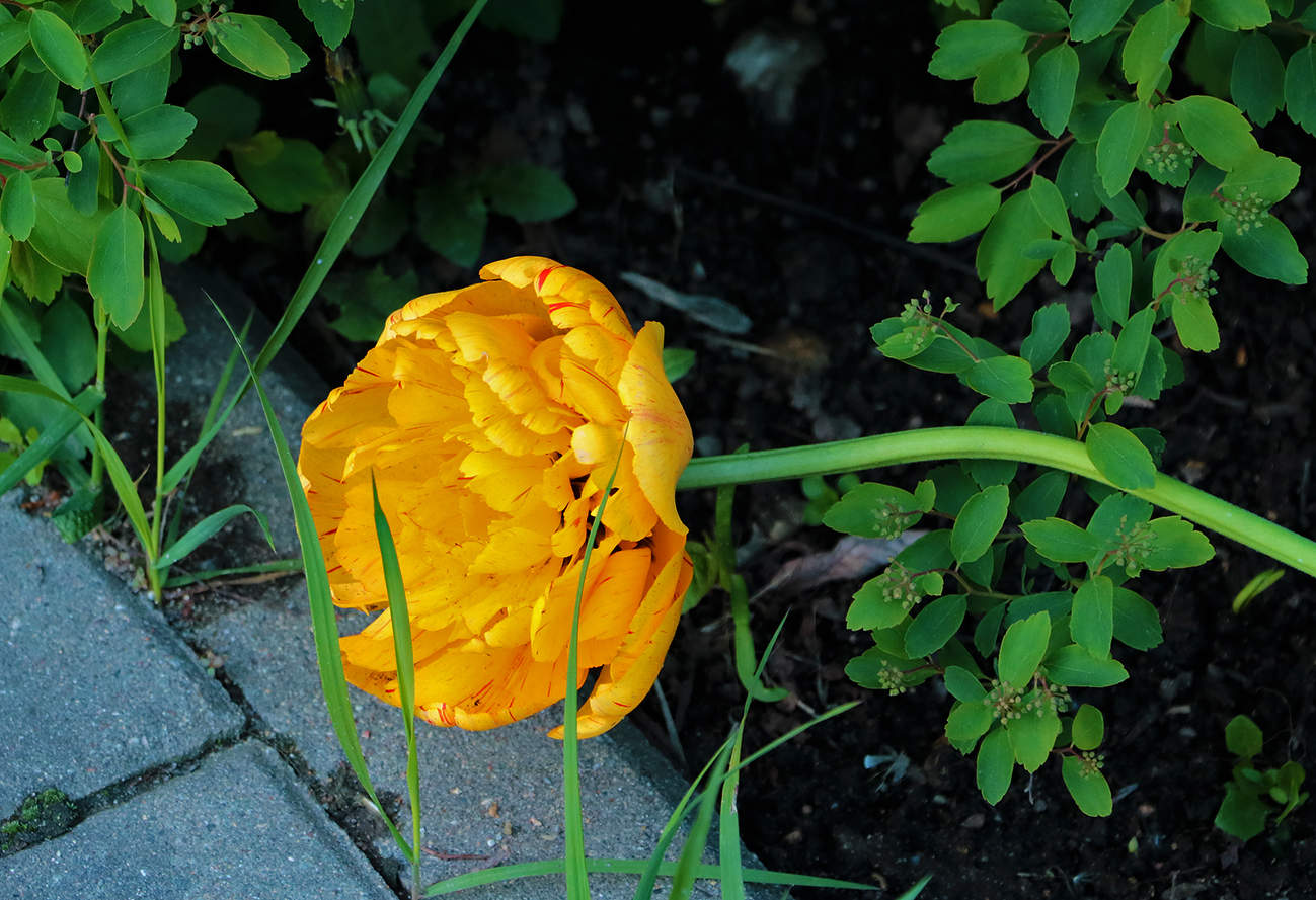 Притомился... прилёг отдохнуть...