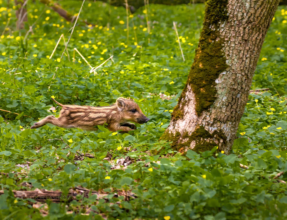 Навстречу лету