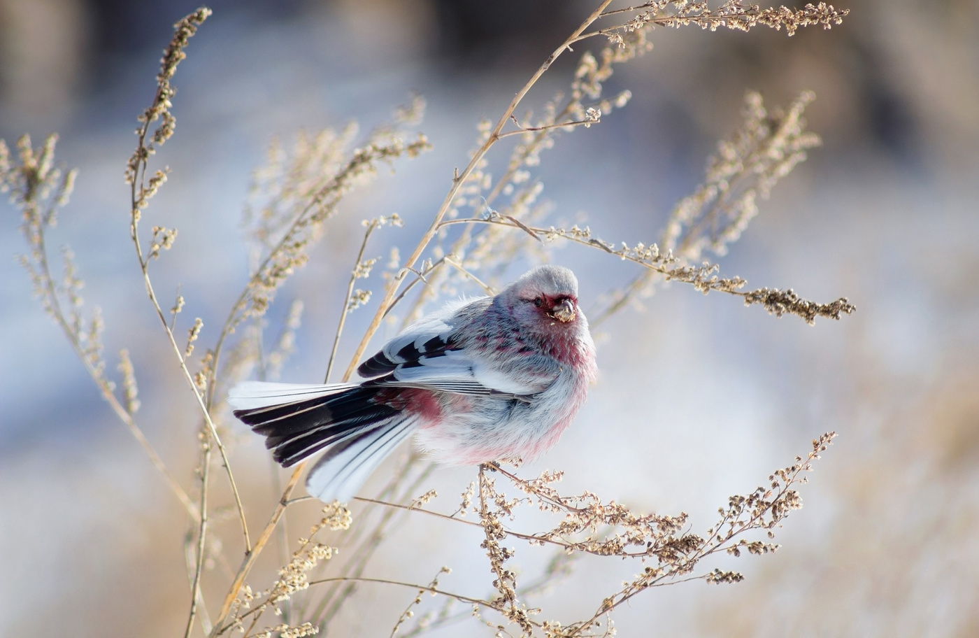 Урагус - "зимний цветок"