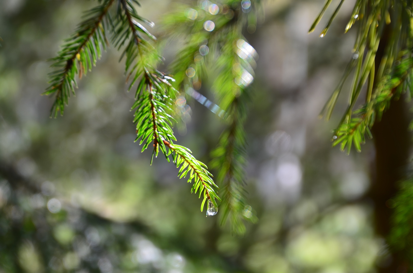 После дождя