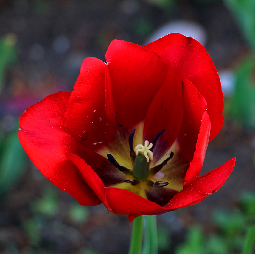 Аленький цветочек