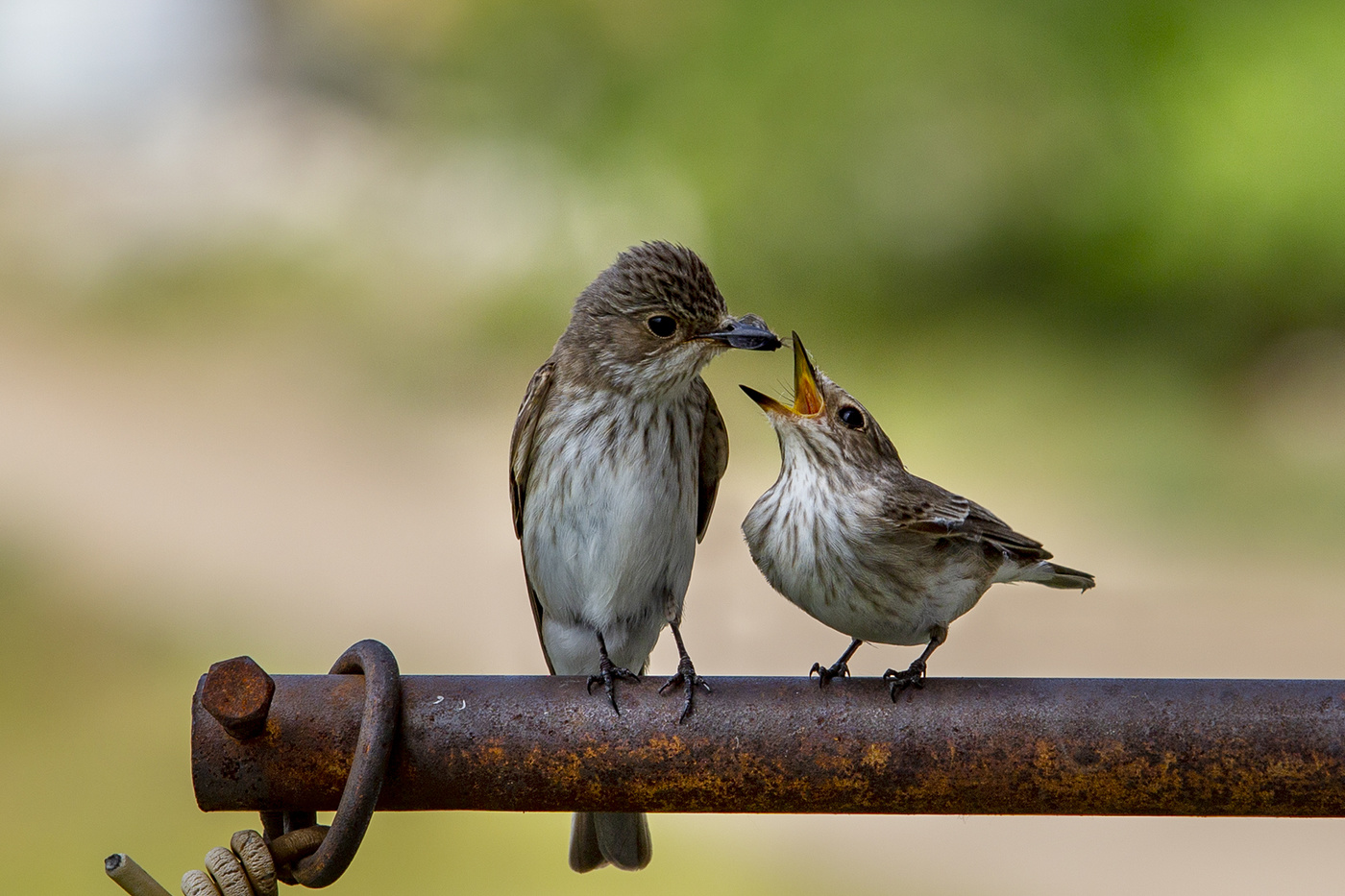 Мухоловка серая