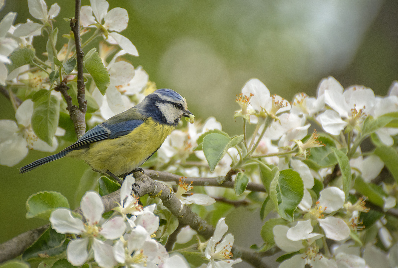 Завтрак среди цветов.