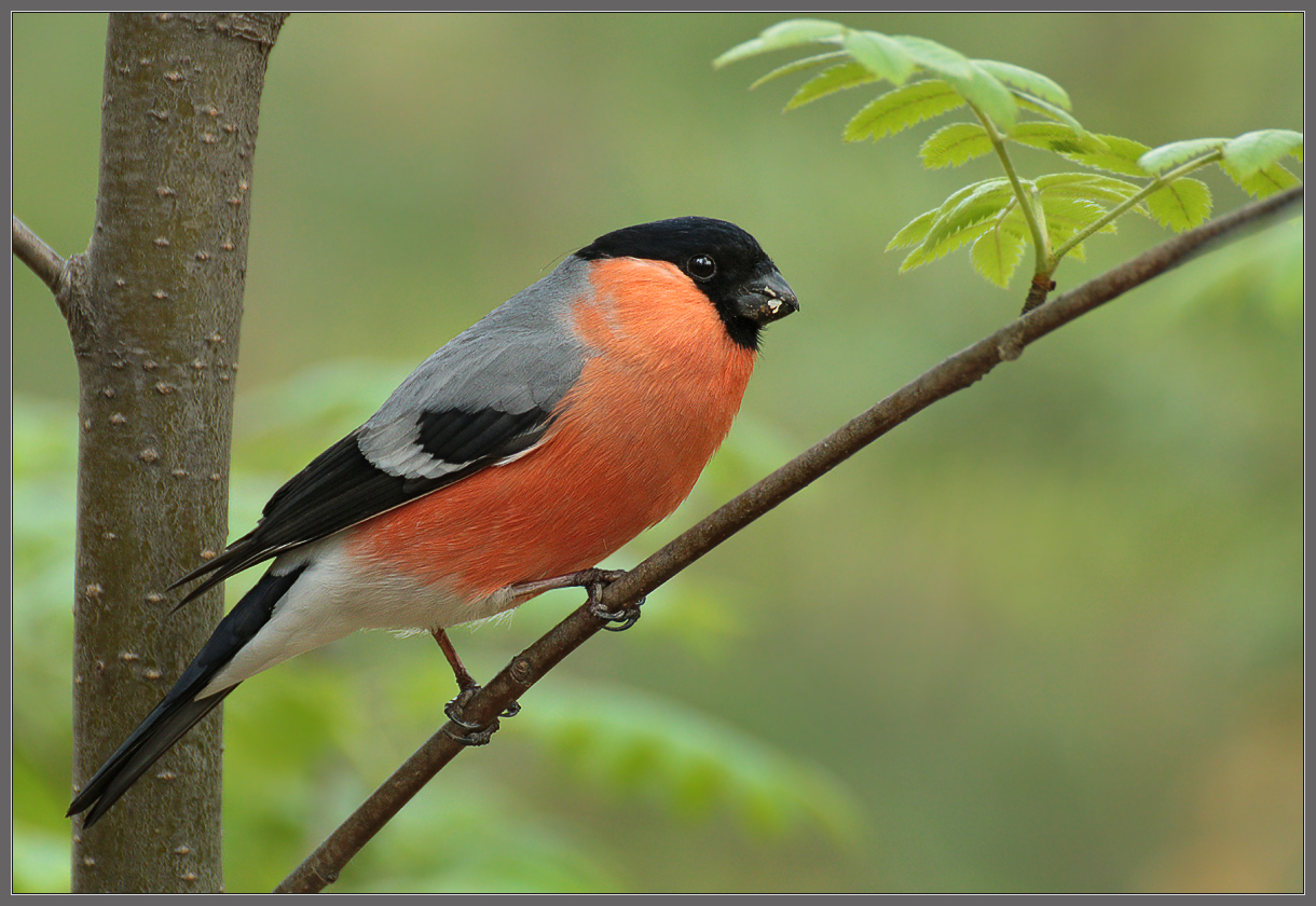 Муж мадам Снегирёвой