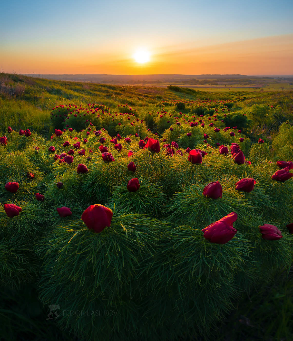 Белгородская степь