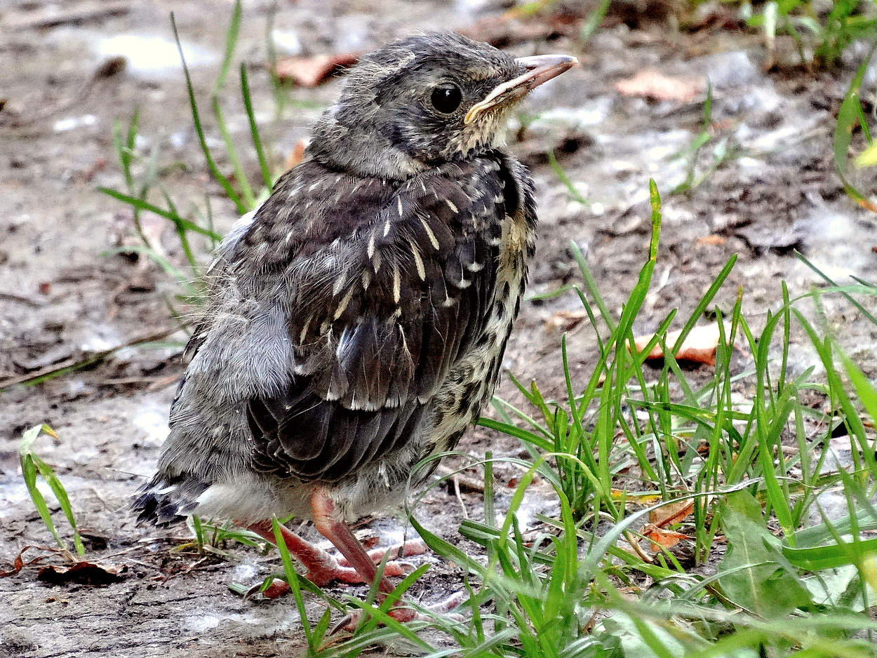 Желторотый дрозд выскочил из гнезда